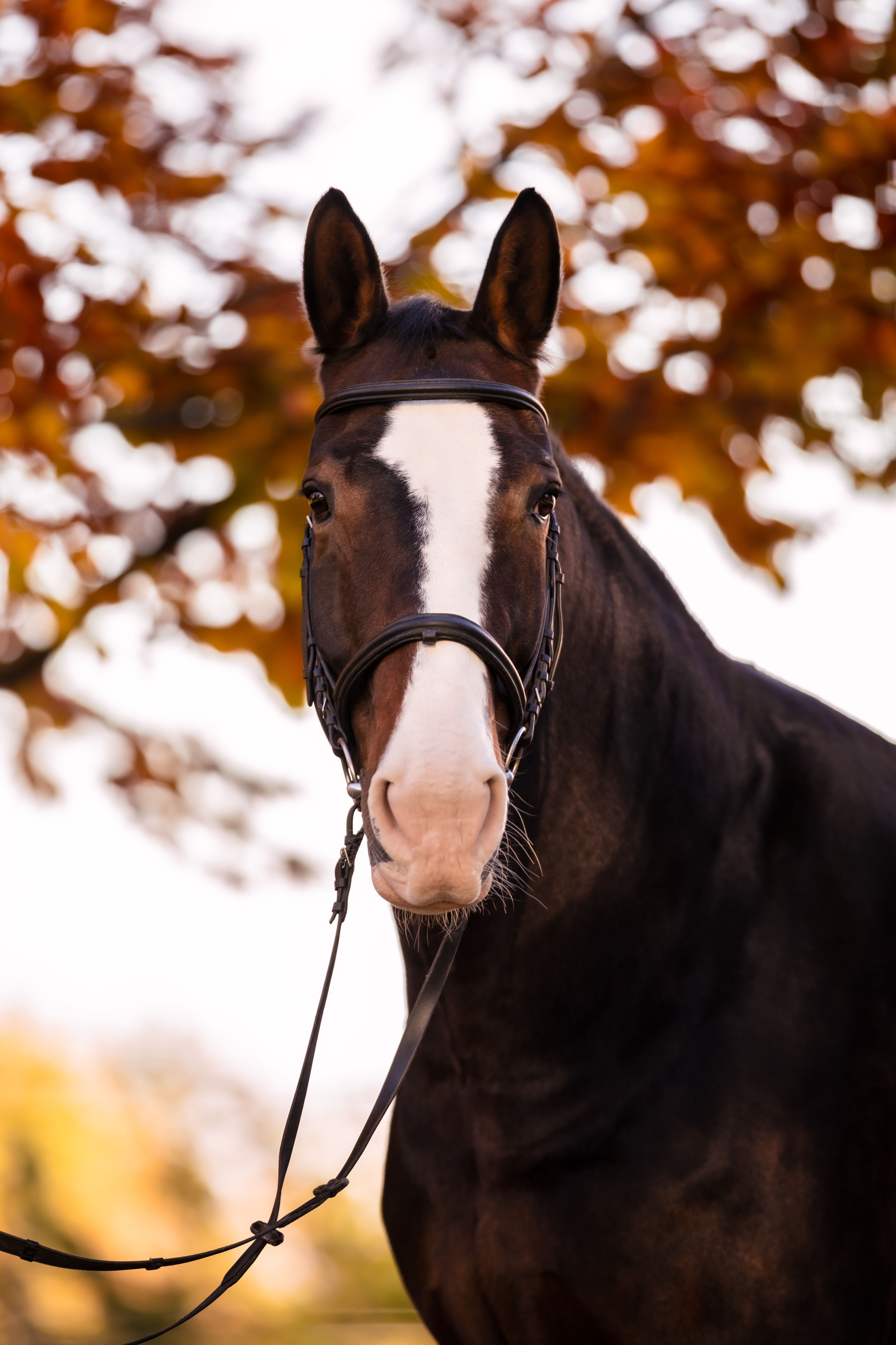 Herbst;Pashmina;Pferde;Portfolio;Tierfotografie;lumo obscura;outdoor