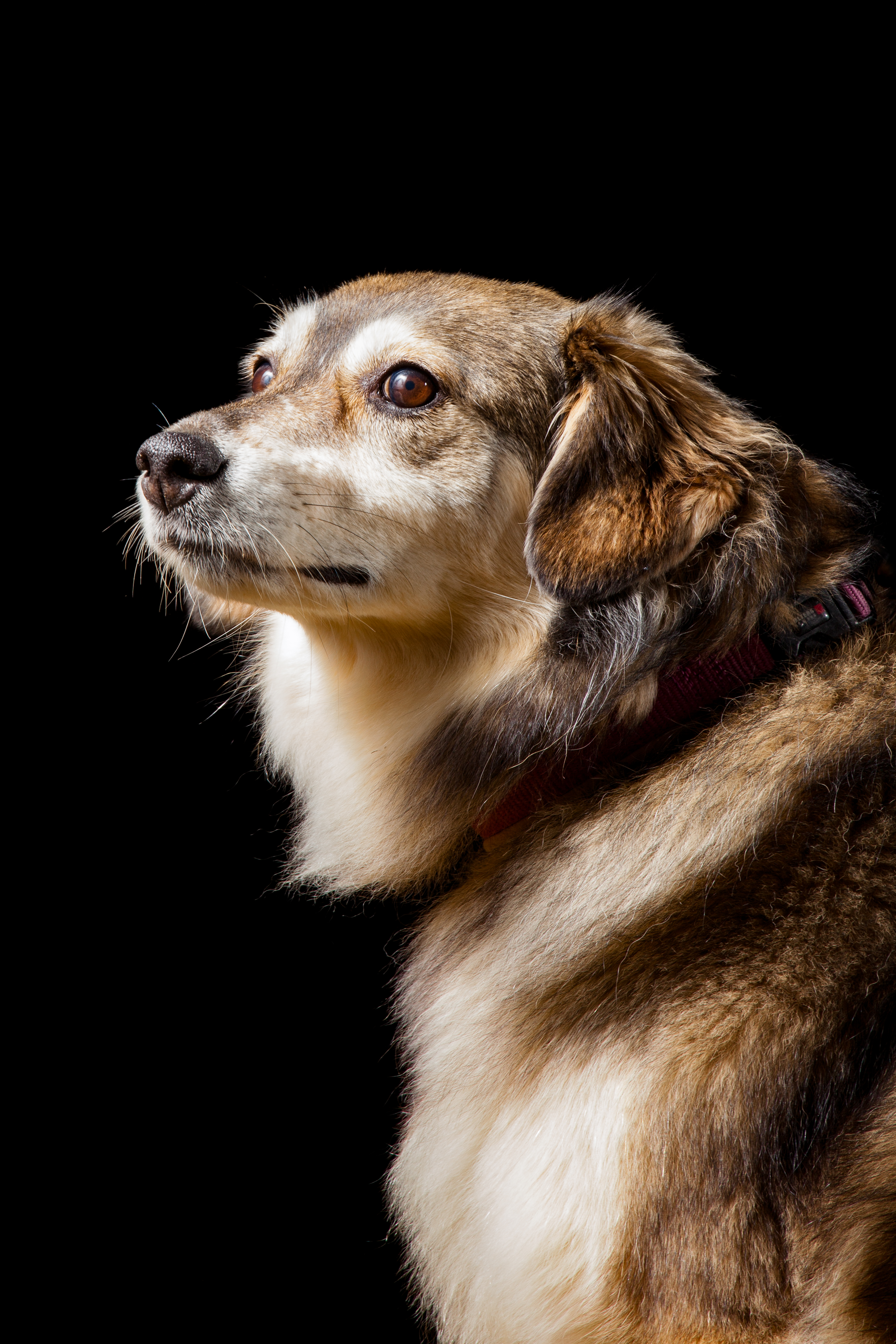 Hund;Lady;Low-Key;Portfolio;Studio;Tierfotografie;lumo obscura
