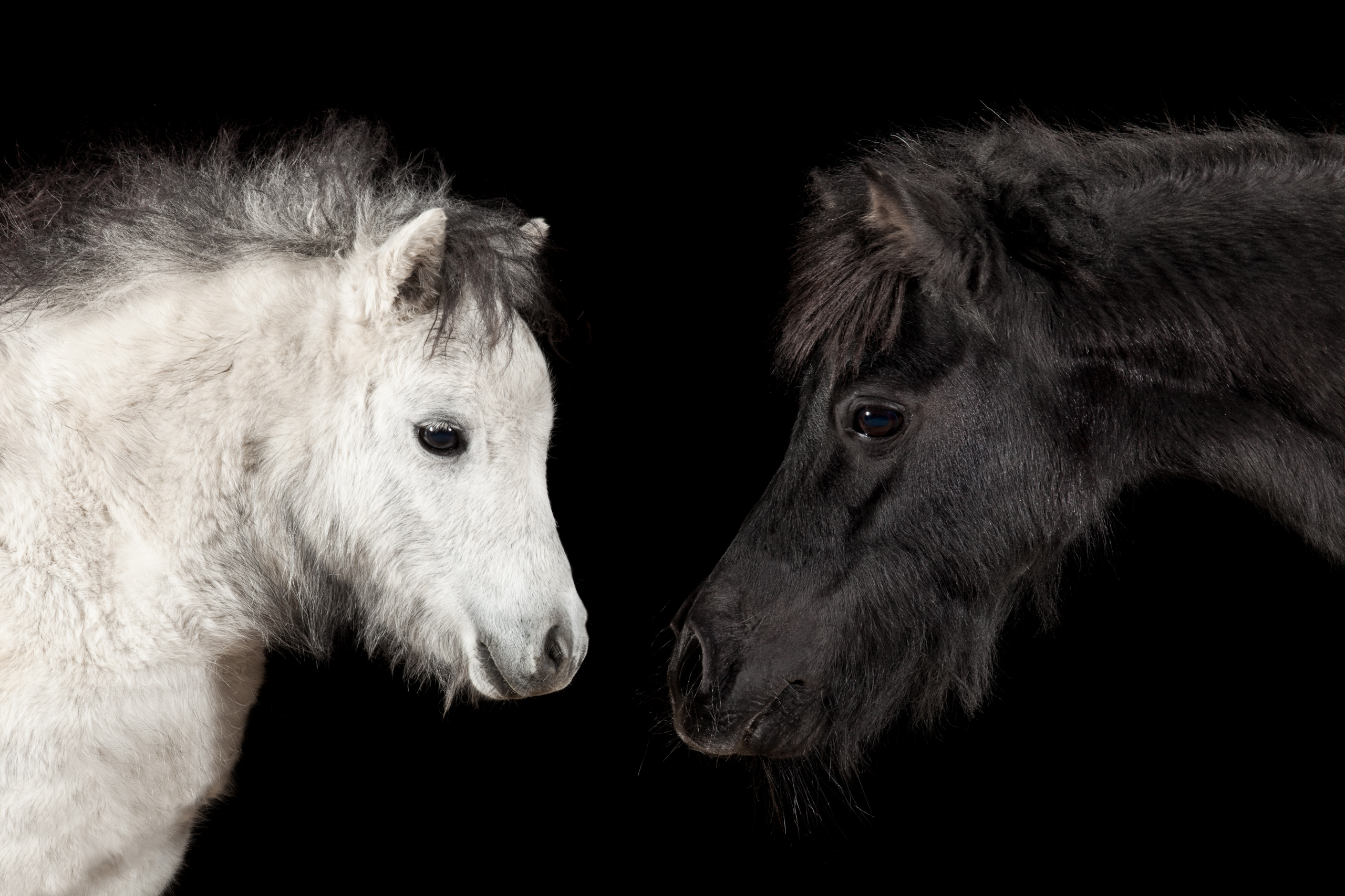 Low-Key;Pferde;Pony;Portfolio;Studio;Tierfotografie;lumo obscura