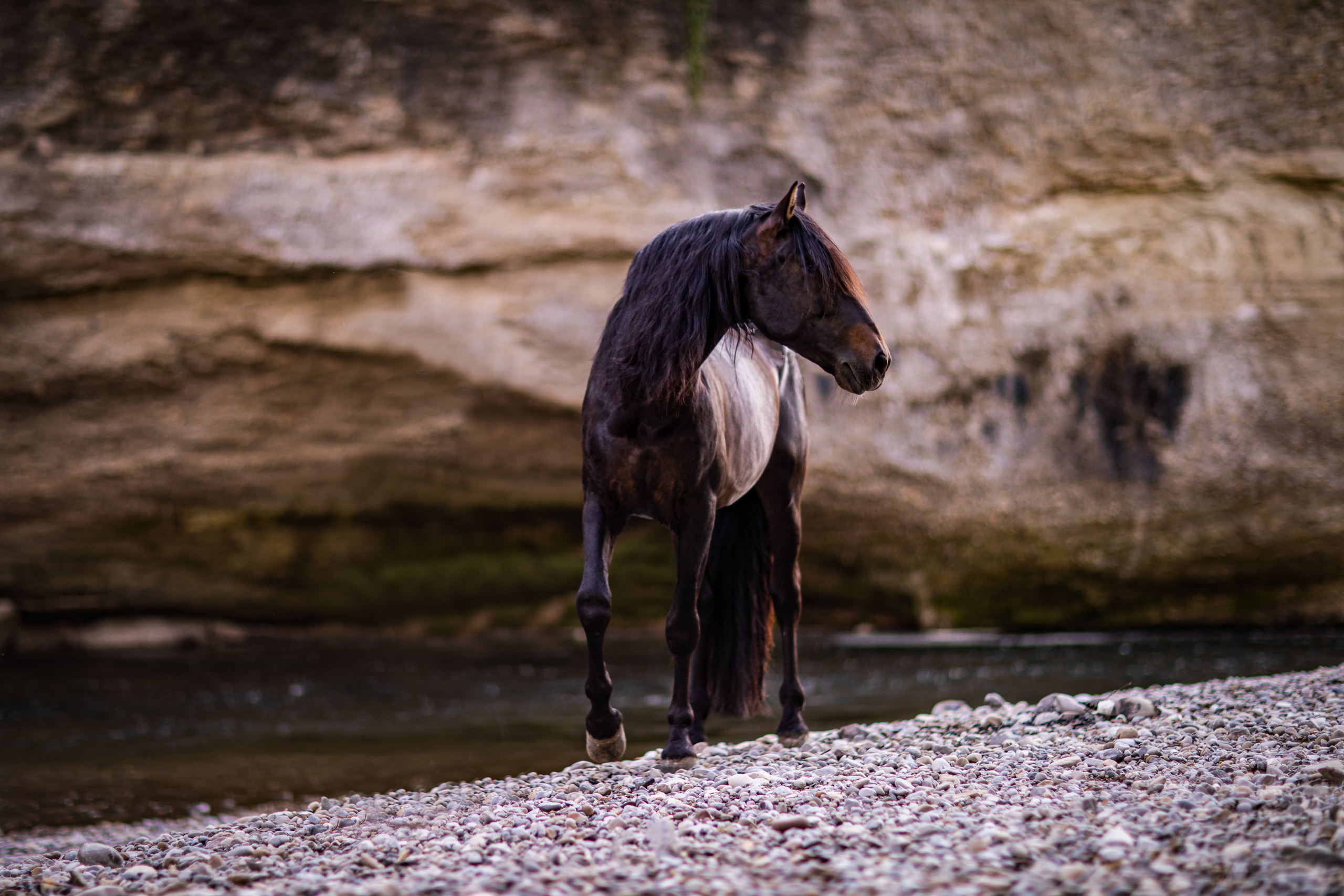 Ozuu;Pferde;Portfolio;Tierfotografie;lumo obscura;outdoor