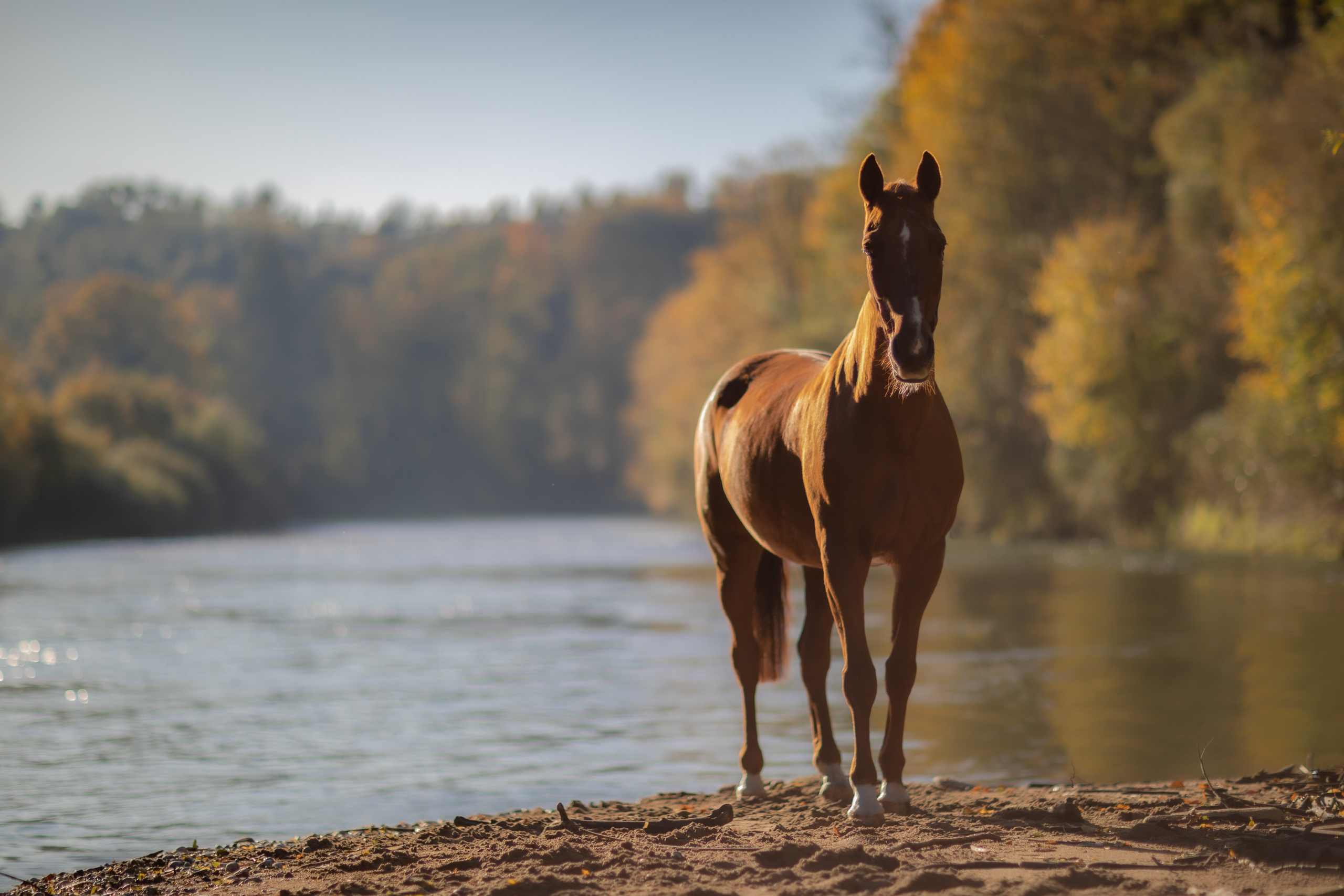 Fluss;Herbst;Pferde;Portfolio;Tierfotografie;lumo obscura;outdoor