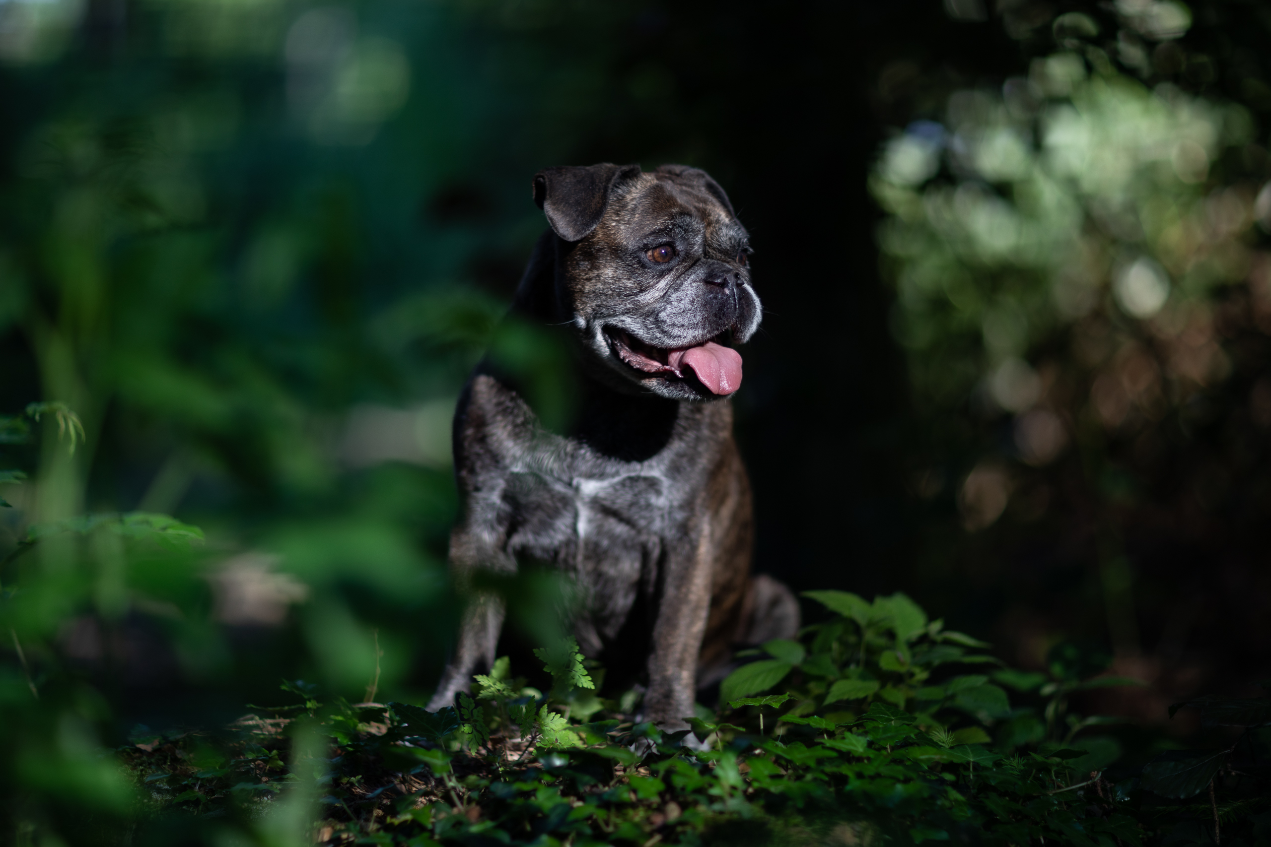Hund;Portfolio;Tierfotografie;lumo obscura;outdoor
