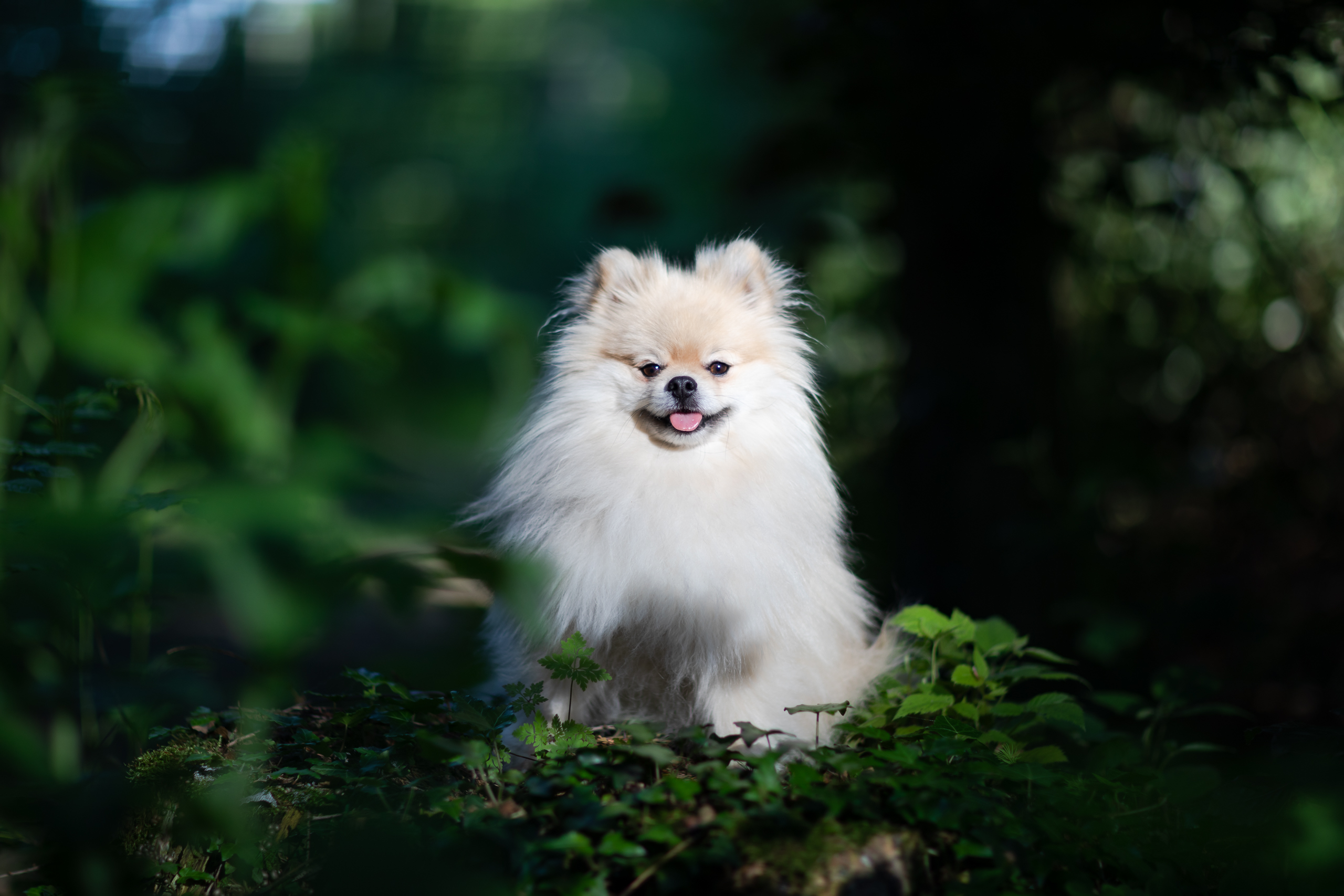 Hund;Portfolio;Tierfotografie;lumo obscura;outdoor