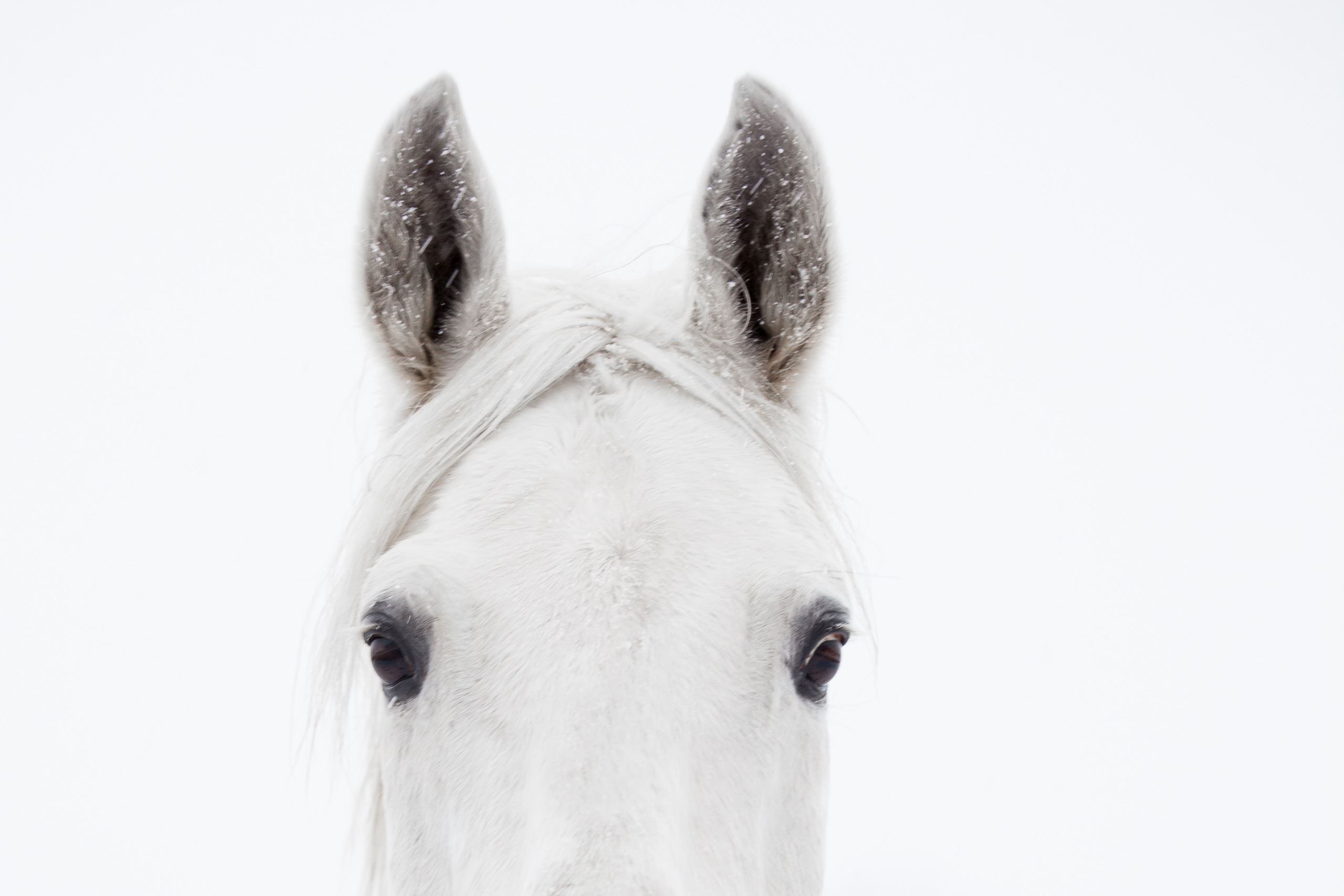 Pferde;Portfolio;Tierfotografie;lumo obscura;outdoor
