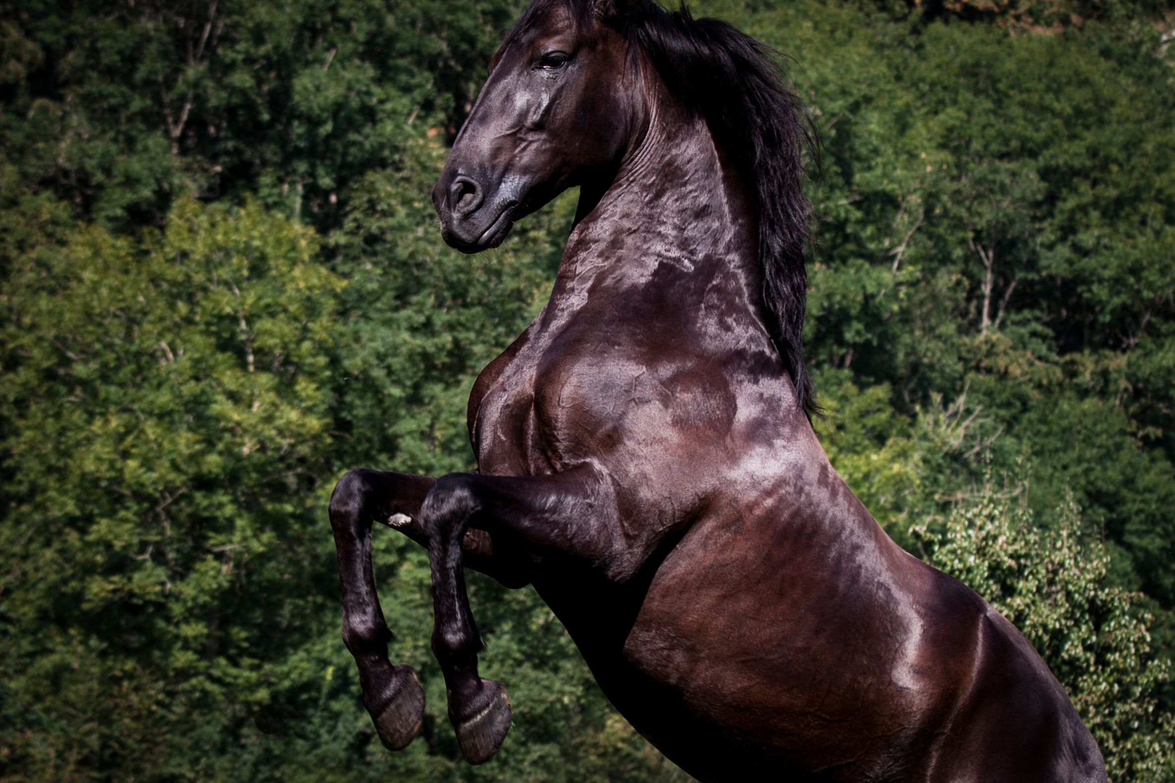 Pferde;Portfolio;Tierfotografie;Tizon;lumo obscura;outdoor