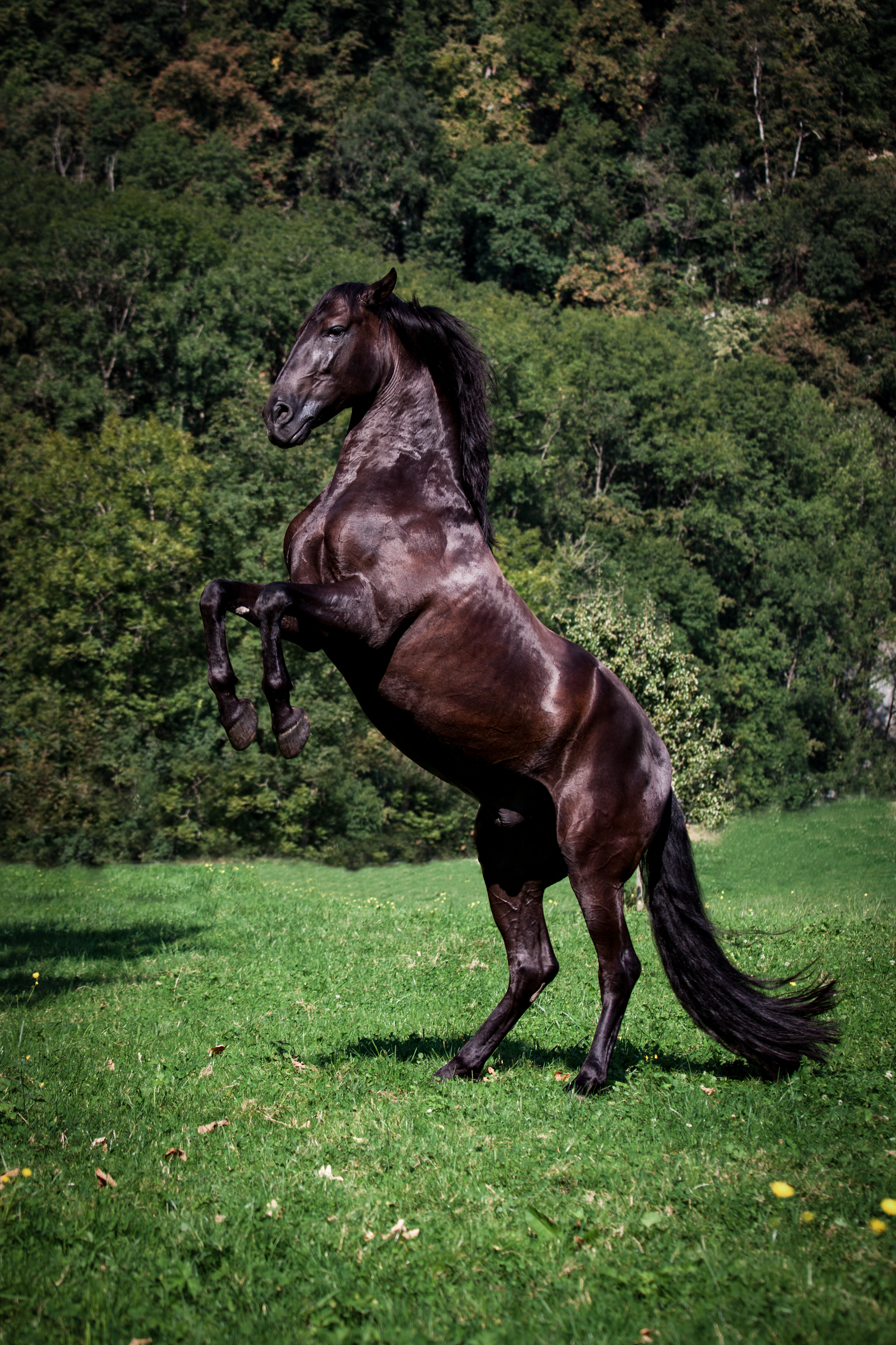 Pferde;Portfolio;Tierfotografie;Tizon;lumo obscura;outdoor