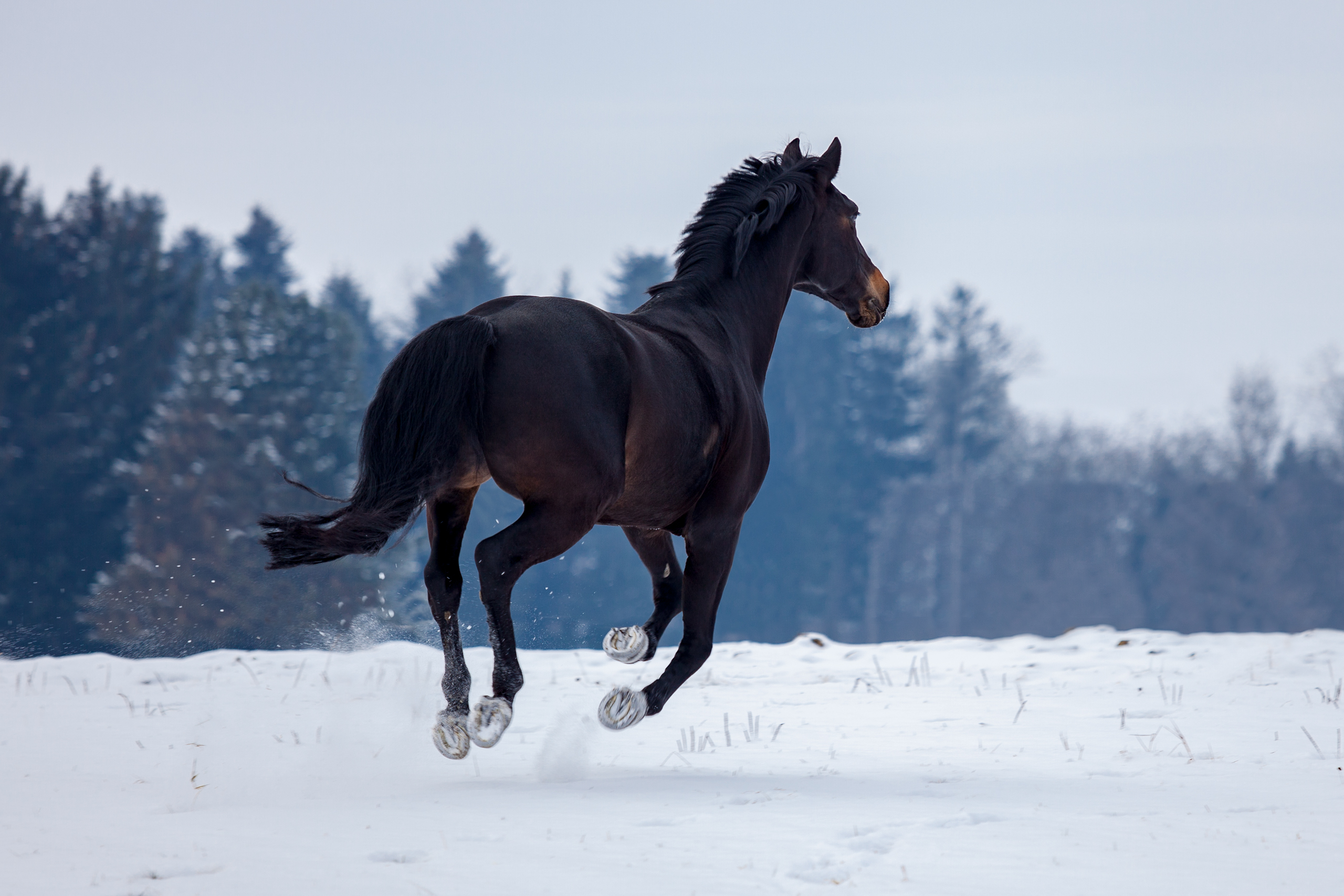 Pferde;Portfolio;Tierfotografie;lumo obscura;outdoor