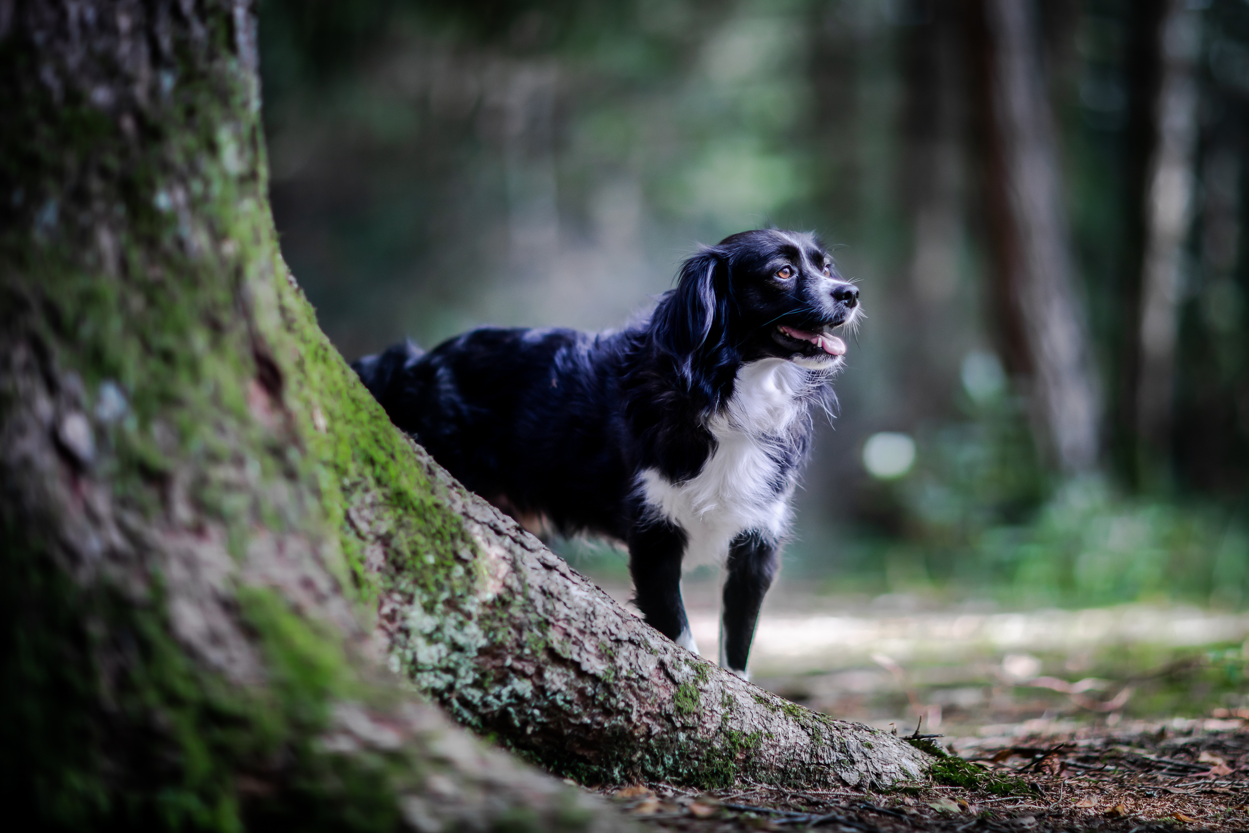 Chicco;Herbst;Hund;Portfolio;Tierfotografie;lumo obscura;outdoor