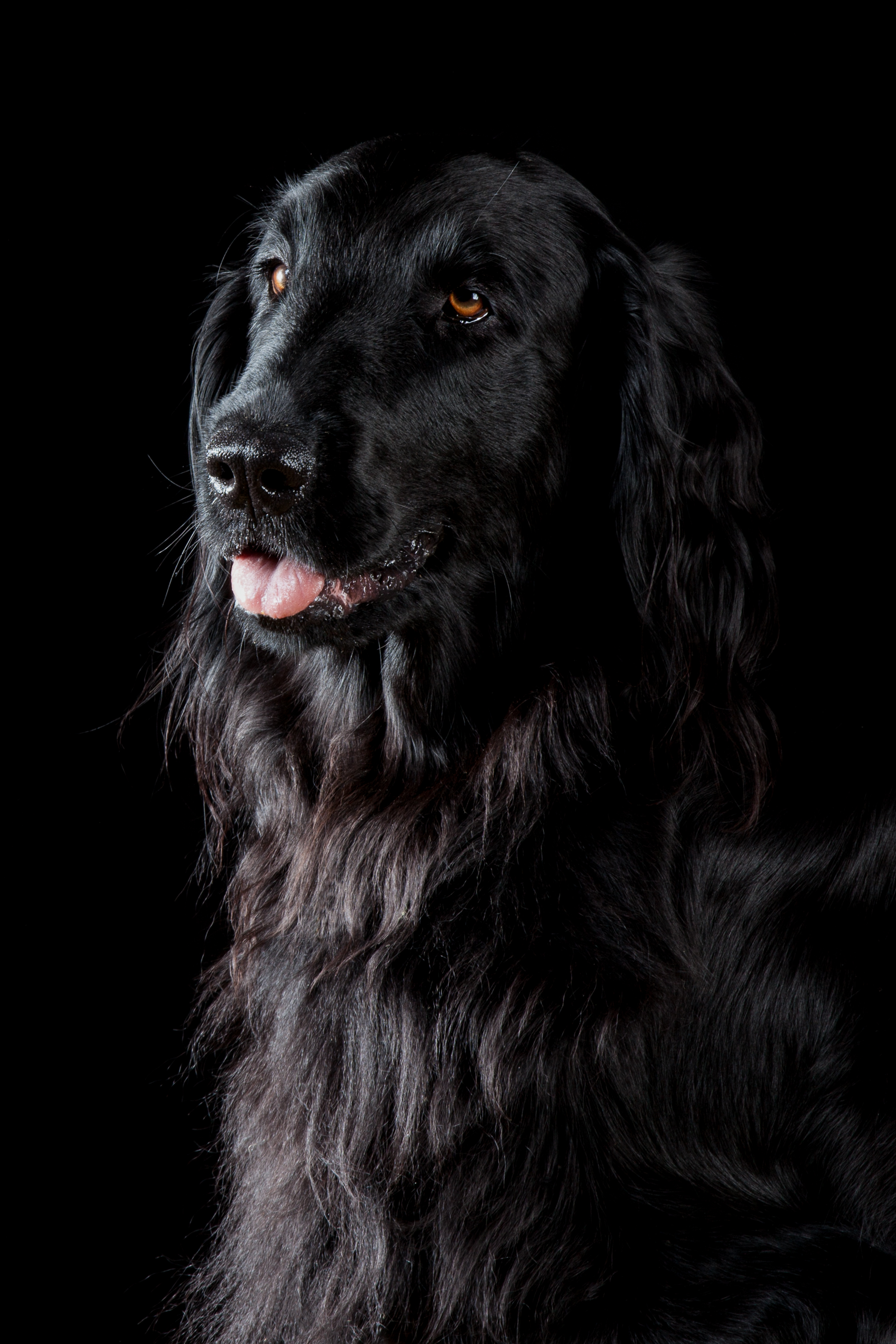 Hund;Low-Key;Portfolio;Studio;Tierfotografie;lumo obscura