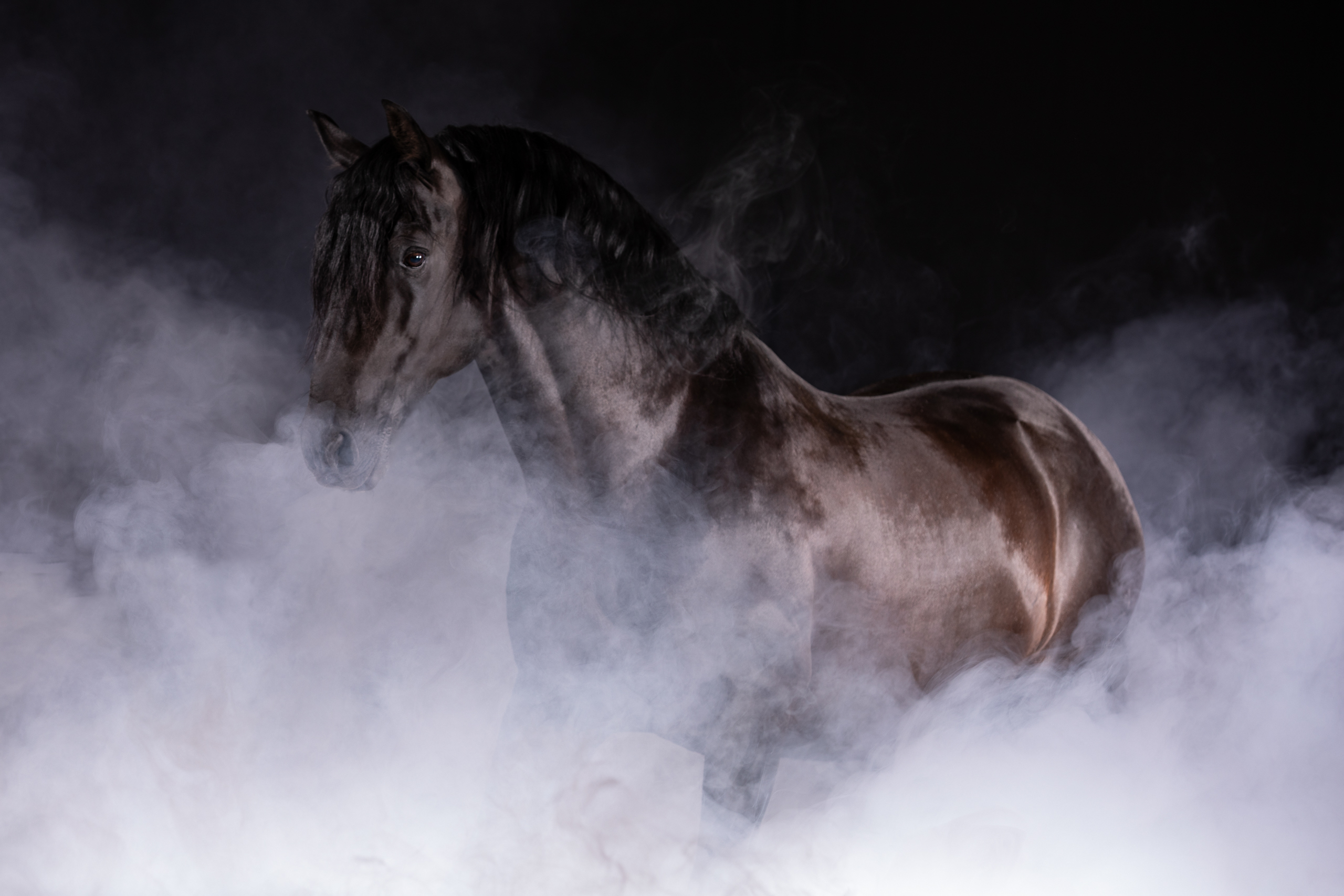 Low-Key;Nebel;Pferde;Portfolio;SOL Haus des Pferdes;Studio;Tierfotografie;lumo obscura