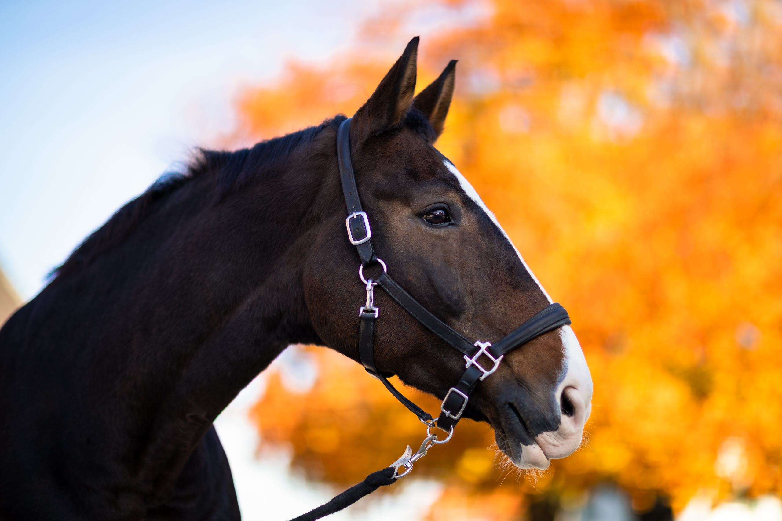 Herbst;Pashmina;Pferde;Portfolio;Tierfotografie;lumo obscura;outdoor