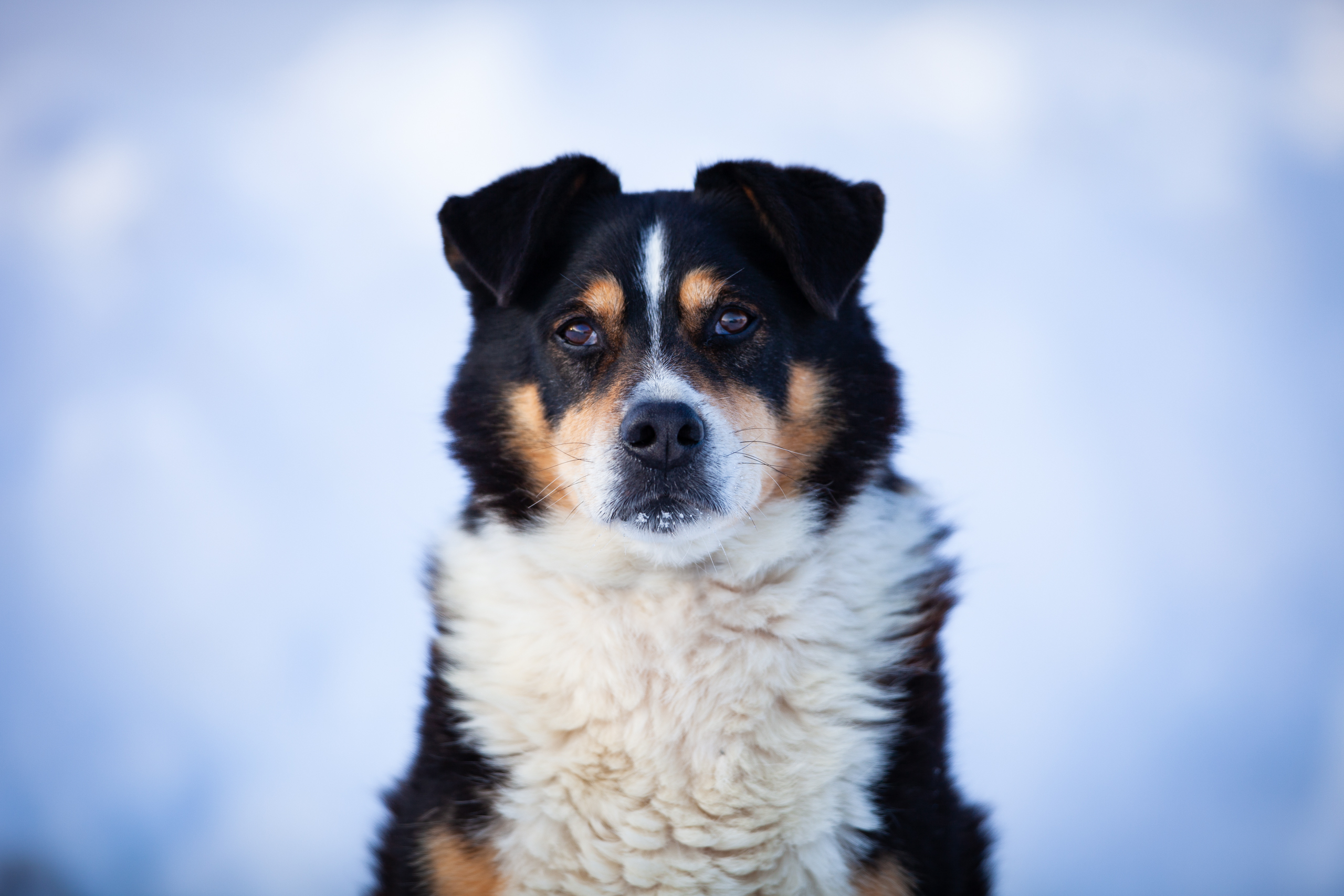 Hund;Portfolio;Schnee;Tierfotografie;Winter;lumo obscura;outdoor